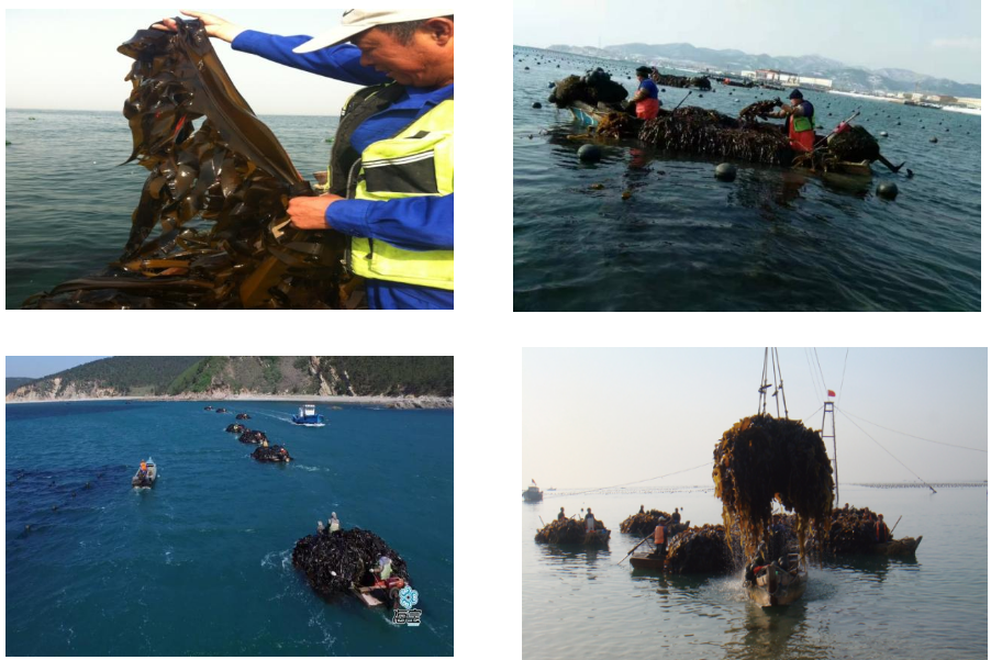 藻類(lèi)深加工 藻類(lèi)深加工